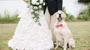 wedding-dog-sitter-cani-matrimonio3-720x400